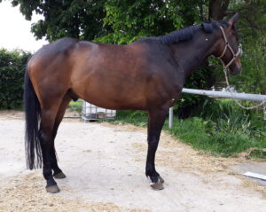 Pferd im Profil